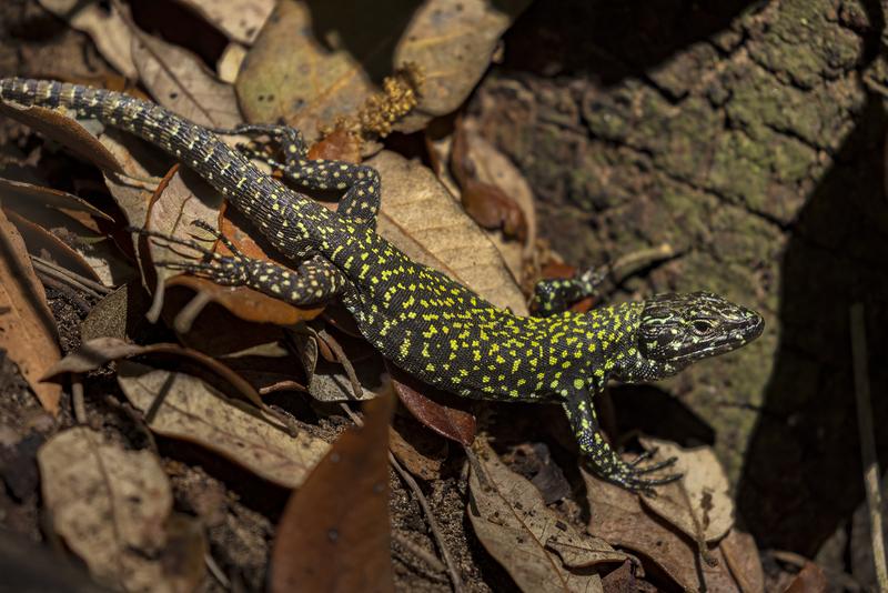A male common wall lizard showing the nigriventris phenotype in its natural habitat.