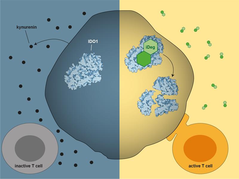 The cancer cell (blue-grey) inactivates T cell (grey) through the IDO1-promoted breakdown of tryptophan into kynurenine. iDegs (green) bind to IDO1 and cause the cellular breakdown of IDO1. This leads to the activation of T cells and the immune response.
