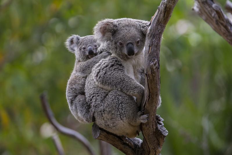 Koalas (Phascolarctos cinereus)