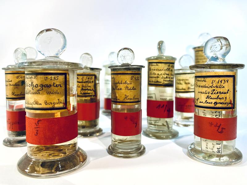 Für jede bekannte Art gibt es in naturwissenschaftlichen Sammlungen ein Typusexemplar, das zur offiziellen Beschreibung und Benennung einer Art verwendet wurde. Die DNA dieser Exemplare ist für die Biodiversitätsforschung von unschätzbarem Wert. 