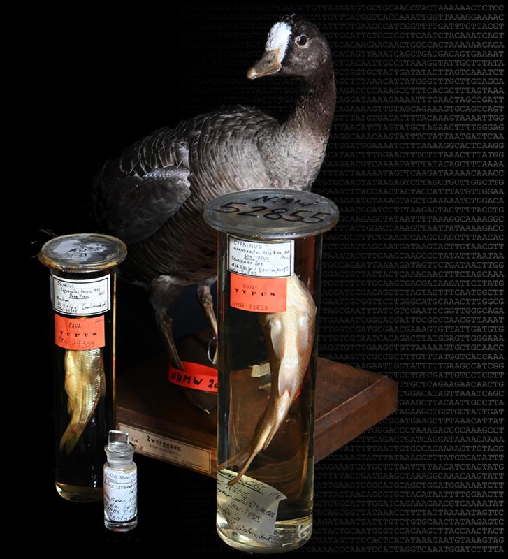 Moderne Genomik-Technologien machen es möglich, „digitale Zwillinge“ der wertvollen Typusexemplare zu erstellen, ohne die Objekte zu beschädigen.