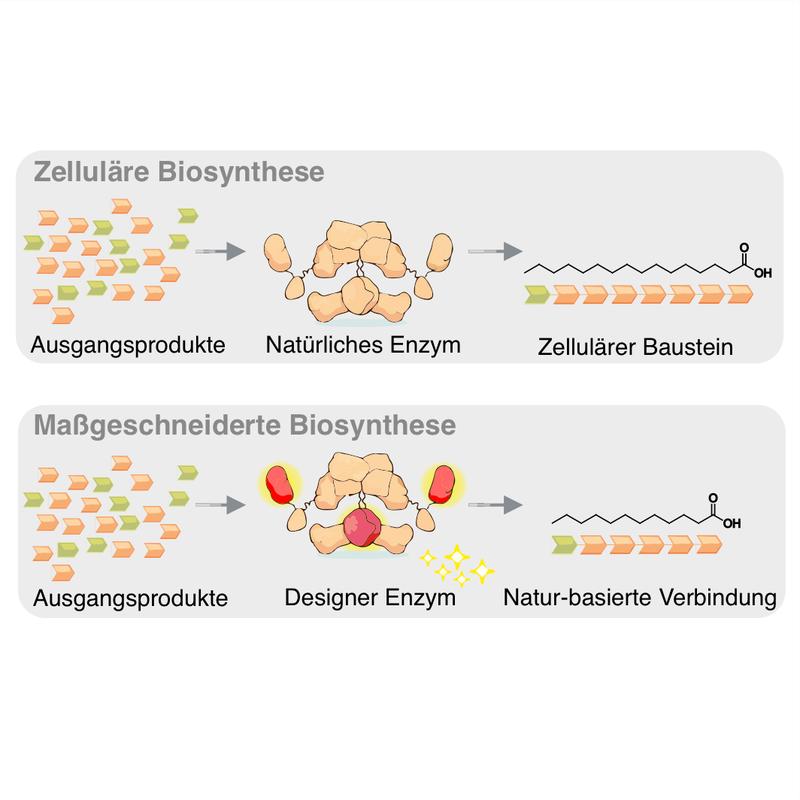 Schematische Darstellung der Biosynthese in einer Zelle (oben) und im Labor (unten). Durch das Designer-Enzym wird die Kettenlänge der Fettsäure verkürzt.