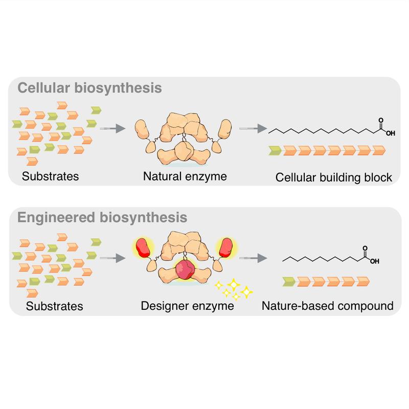 Schematic representation of biosynthesis in a cell (top) and in the laboratory (bottom). The designer enzyme shortens the chain length of the fatty acid.