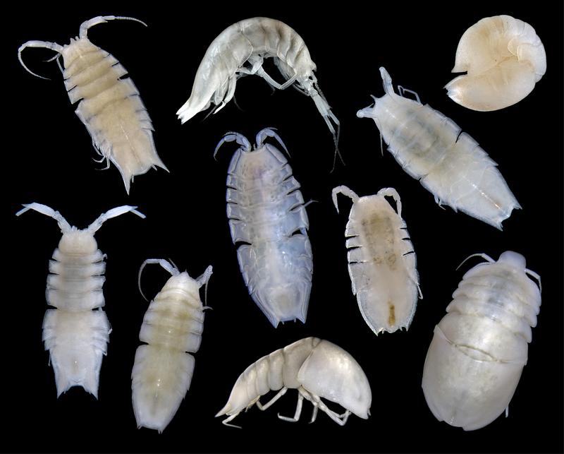 Die Isopoden der Familie Haploniscidae leben auf dem Sediment. Einige Arten haben Verbreitungsgebiete über mehrere tausend Kilometer. 