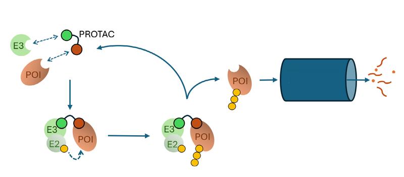 PROTACs and E3 ligases: PROTACs link a target protein (protein of interest, POI) with an E3 ligase, which mediates the ubiquitin labeling (yellow) of the POI via an E2 enzyme. The POI is then degraded in the proteasome shredder (blue).