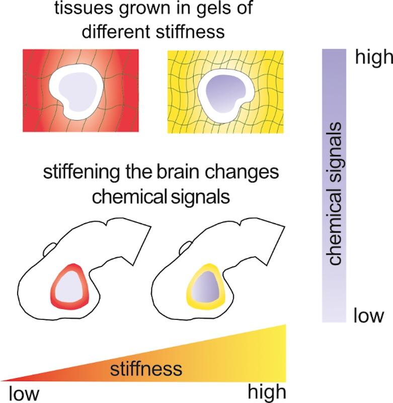 Dissected frog brain tissues were cultured in gels of different stiffness (soft: red, stiff: yellow), the expression of key chemical signals increased in gels of higher stiffness.