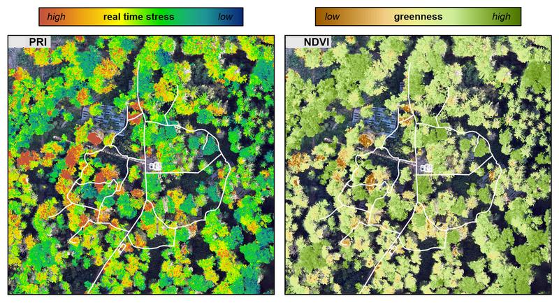 Multispectral cameras can be used to monitor species-specific drought stress over large areas. Left: Measurement of light protection (PRI) Right: Measurement of discolouration and defoliation (NDVI). 