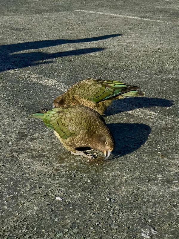 Sealed surfaces in urban areas pose challenges for animals.