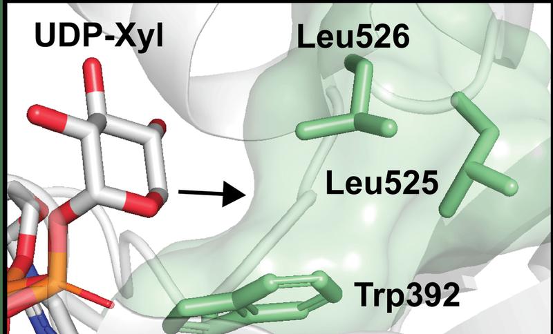 Die Abbildung zeigt das veränderte Enzym, bei dem die Aminosäure Leu526 durch eine kleinere Aminosäure ersetzt wurde. Dadurch kann es einen modifizierten Zucker aufnehmen.