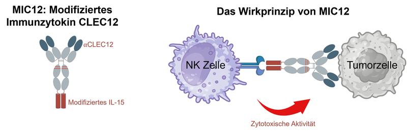 Das MIC12-Molekül besteht aus einem Antikörper gegen CLEC12A und einer modifizierten IL-15-Zytokin-Einheit. Es bringt NK-Zellen gezielt zu Leukämiezellen, aktiviert sie nach deren Erkennung und verstärkt die Antikörper-vermittelte Abtötung.