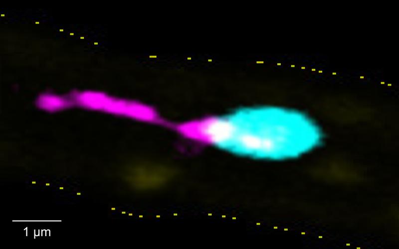 A single platelet forming pro-inflammatory PITTs in an inflamed blood vessel.