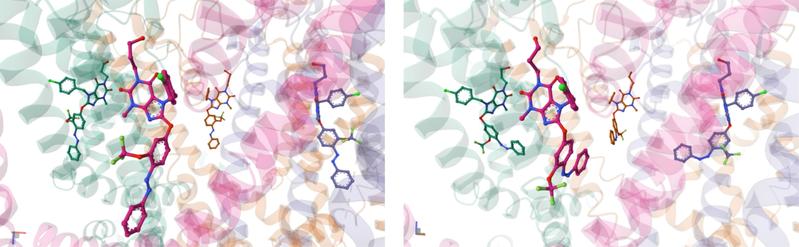 Shown is the spatial structure of the photoswitch bound within the TRPC4 channel – once in its inhibitory E form (left) and once in its activating Z form (right). 