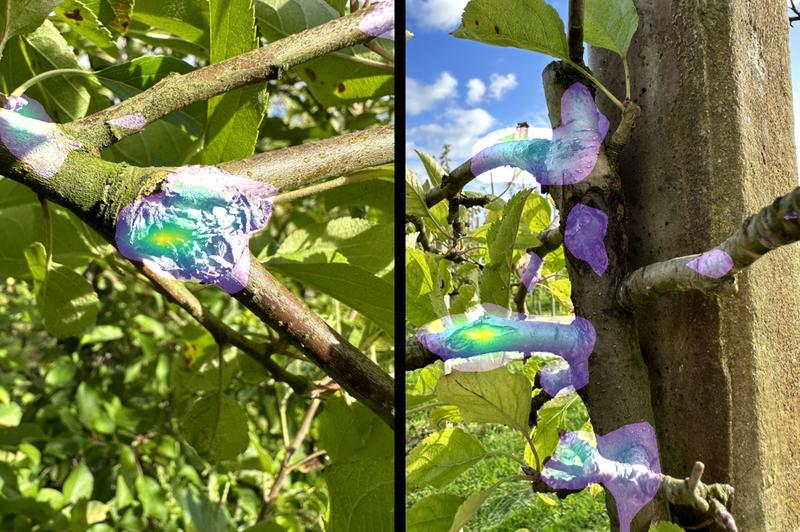 Challenges in fruit tree cancer detection with AI. An AI model recognizes the fruit tree cancer site on a high-resolution smartphone macro image