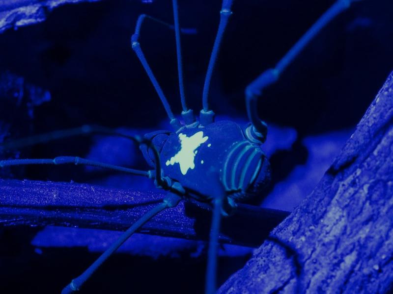 Harvestman of the species Vononana adrik from the family Cosmetidae at night in the Amazonian evergreen lowland rainforest, Panguana, Peru – under UV light.