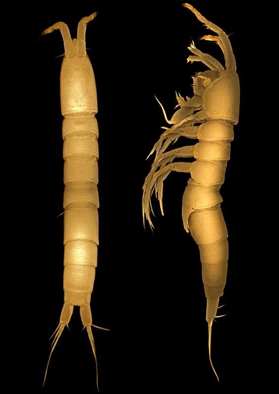 Leptastacus linae, eine der neu entdeckten Krebsarten.