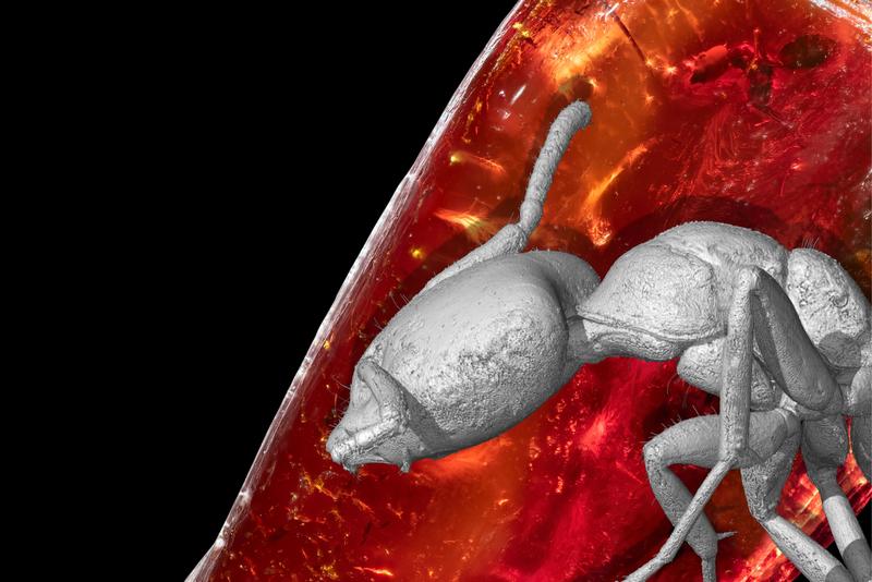 3D reconstruction of the ant and the fossil in the original amber behind it.