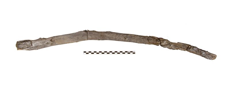 Digging or multifunctional stick used by humans from the Marathousa 1 site in Greece which dates back 430,000 years. 