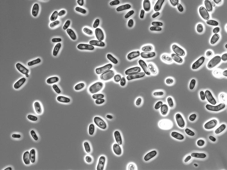 Candida tropicalis DSM 70156