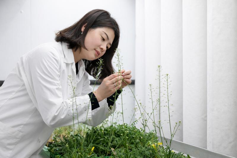 Dr. Jiali Zhu untersuchte für ihre Arbeit gepfropfte Pflanzen der Art Capsella rubella.