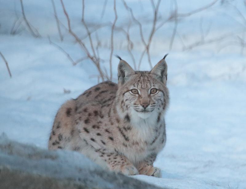Die Luchspopulationen in Nordbayern festigen sich, der bayernweite Bestand ist auf dem Vorjahresniveau.