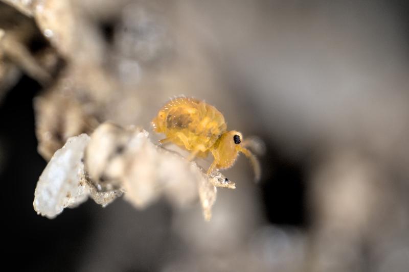 Springschwänze, wie dieses Tier aus der Gattung Sminthurinus, halten mit vielen weiteren Bodentieren, das Ökosystem Boden am Laufen. 