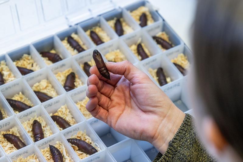 Nachtfalterlarven. Die Insekten gelten als die „Bienen der Nacht", weil sie Pflanzen bestäuben.