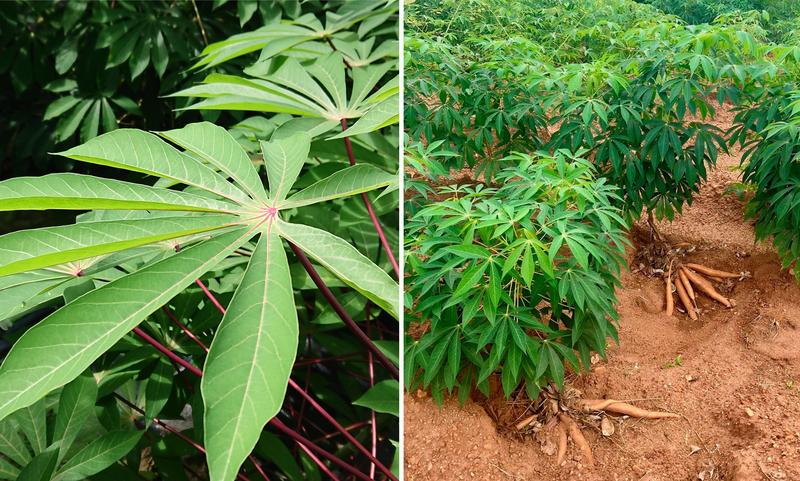 Cassava leaves in close-up (left) and cassava plants with root tubers in Nigeria (right). 