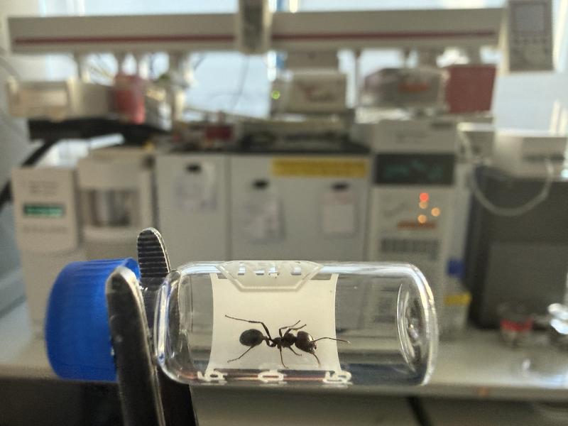Messor barbarus worker in front of the gas chromatograph