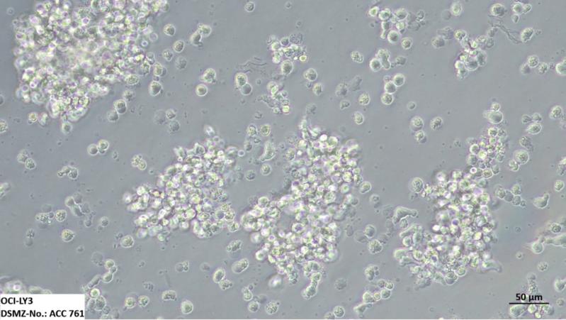 OCI-LY3 ist eine B-Zell-Lymphom Zelllinie
