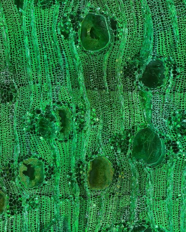 Mikroskopaufnahme zur Bestimmung der Holzart in Holzkohle.