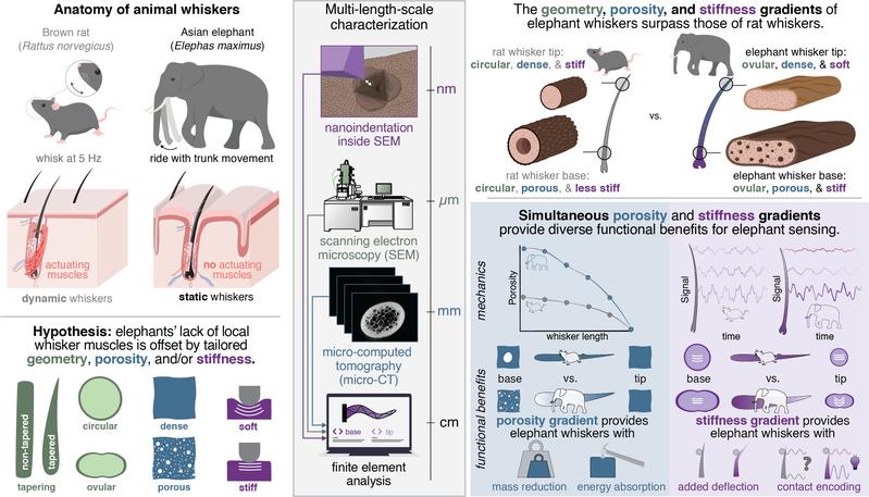 Visual summary of the paper showing the functional benefits of geometry, porosity, and stiffness gradients. 
