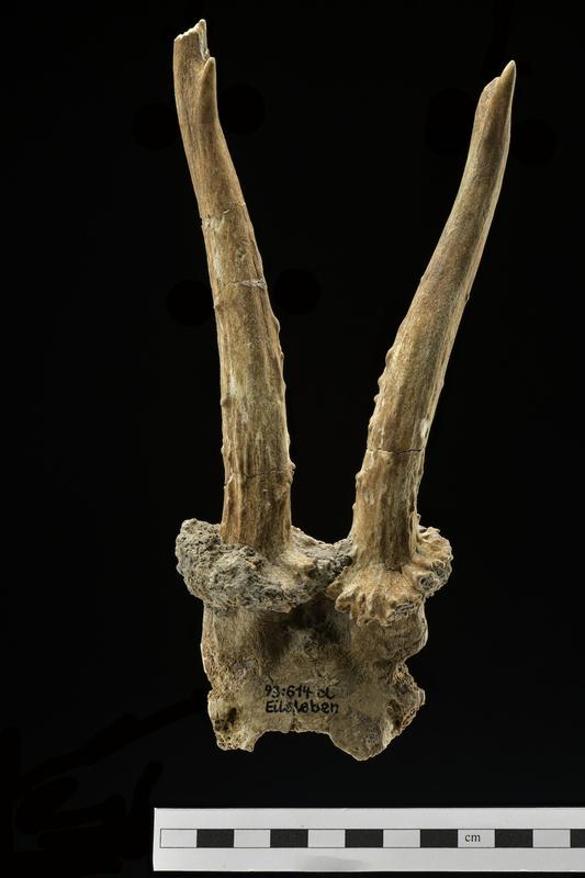 Roe deer antler worked into a headdress from Eilsleben