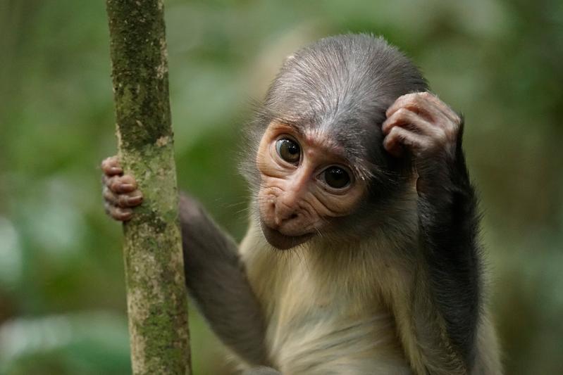 HIOH researchers could recently show that sooty mangabeys can contract mpox by eating infected squirrels. The disease may present with mild lesions, as seen in this infant mangabey, but it can also cause more severe skin lesions or even be fatal.