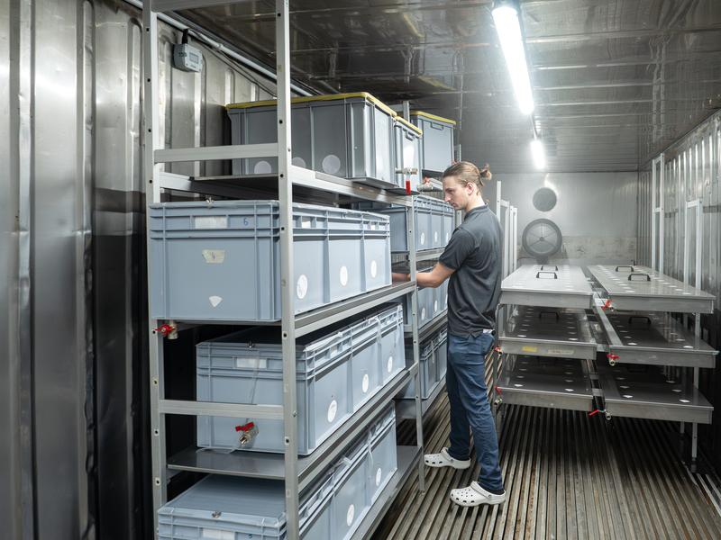 Klimatisiert: Lewis Douls kontrolliert die mit dem Pilz besiedelten Bretter, die in der Klimakammer reifen.