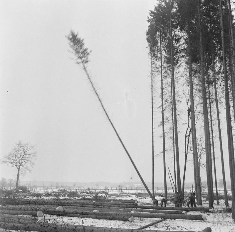 Rodung für den Bau des Flughafens in Kloten (ZH), Dezember 1946. Filmnegativ 6 x 6 cm. 