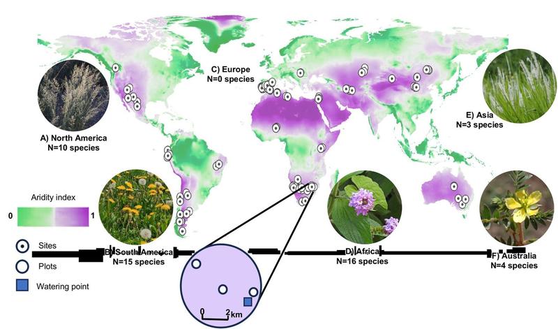 This map shows the study sites in drylands worldwide and the most common non-native plant species in each region.