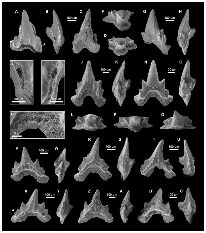 Zähne des Urzeithais Bavariscyllium 
