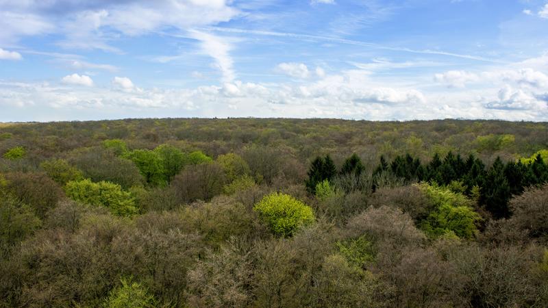 In April, the forests of Central Europe begin to turn green. At this time of year, the “green centre” of global vegetation shifts northward. The photo shows the Hainich National Park in Thuringia.