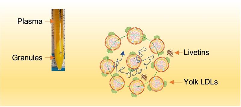 : Schematic of LDL nanoparticles (fat carriers) in yolk plasma. Surrounded by neighbouring particles and livetins (yolk-plasma proteins), LDLs can become temporarily trapped in nanoscale “cages”.
