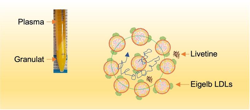 Schematische Darstellung von LDL-Nanopartikeln (Fettträger) im Eigelbplasma. Umgeben von benachbarten Partikeln und Livetinen (Eigelbplasma-Proteinen) können LDLs vorübergehend in nanoskaligen „Käfigen” gefangen werden. 
