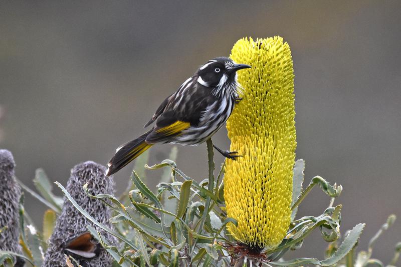 Researchers compared genome sequences from birds that eat sugar-rich diets (such as the New Holland honeyeater pictured here) alongside their relatives that do not eat sugar, to find DNA differences linked to sugar eating.