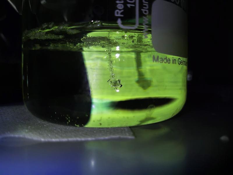 Saccharose-Kristalle an einem Nylonfaden. Sie haben sich in einem Reagenzglas mit einer hochkonzentrierten Zuckerlösung gebildet