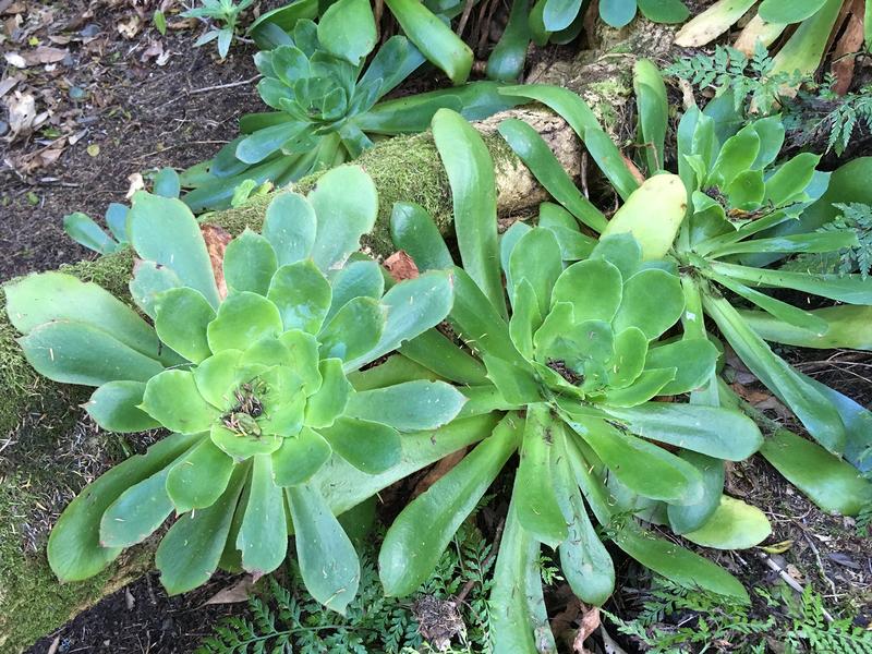 Aeonium cuneatum in its natural habitat in the undergrowth of a laurel forest in the Anaga Mountains of Tenerife.