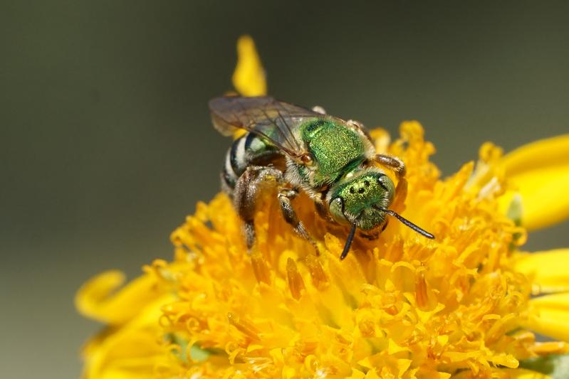 Diese Agapostemon-Art ist eine von vielen metallisch grünen Bienen und kommt in den USA vor.