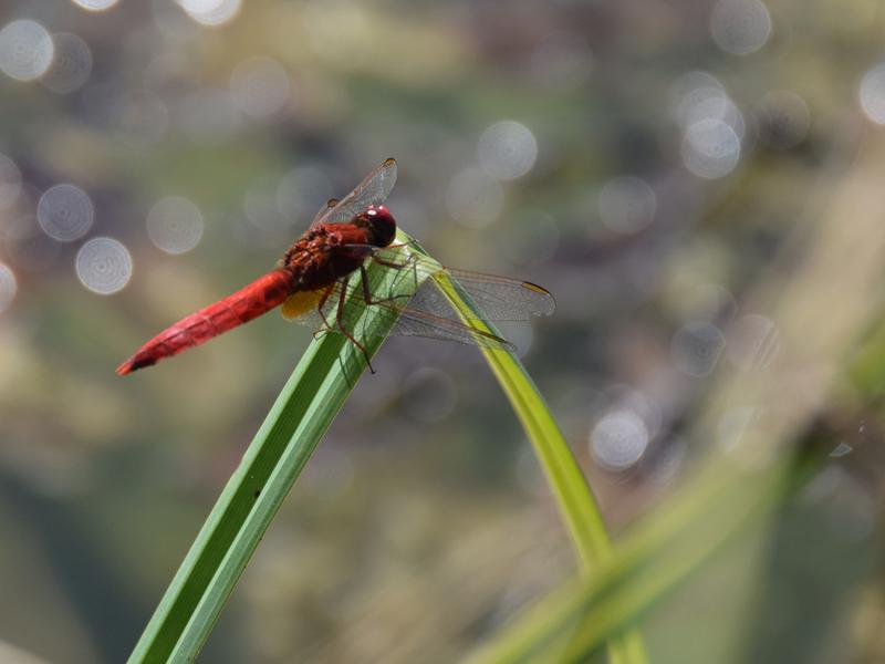 Feuerlibellen, hier ein Exemplar auf einem Gelände des Bayerischen Landesamts für Umwelt, profitieren vom Klimawandel.