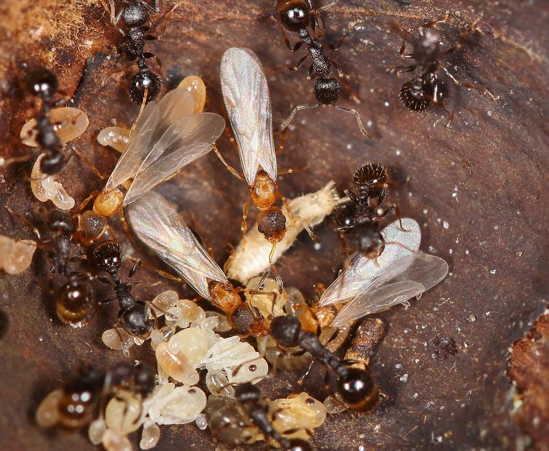 Nest mit mehreren hellbraunen, geflügelten Jungköniginnen von T. kinomurai, dunkelbraunen Wirtsarbeiterinnen der Art T. makora und Brut.