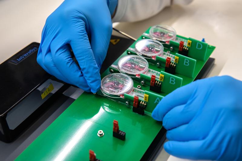 Erlauben den Test an menschlichem Gewebe: Lebende Herzschnitte für die Erprobung der neuen RNA-Therapie.