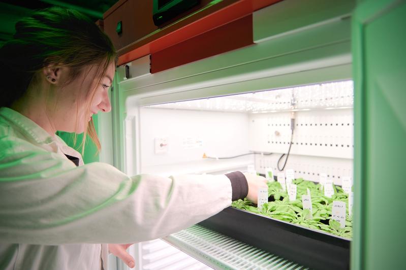Doktorandin Finia Uecker bereitet die Versuchspflanzen vor. Diese sind in der Pflanzenanzuchtkammer des Instituts für Botanik unter genau festgelegten Bedingungen wie Licht, Temperatur und Feuchtigkeit gewachsen. 