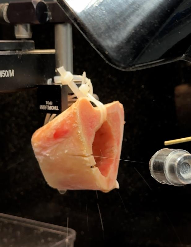 Mit einem Wasserstrahl und Druckluft werden die Schnittflächen am Rinderknochen gekühlt und frei gehalten. Den Laserstrahl selbst sieht man nicht. (Foto: Universität Basel, Catherine Weyer)