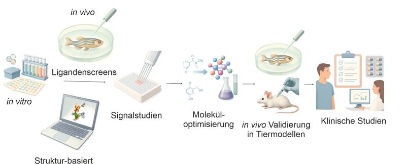 Modulatoren spielen eine große Rolle zur gezielten Steuerung von Rezeptoraktivitäten. Mehrere Modulatoren von Adhäsions GPCRs haben den Übergang von in vitro aktiven Verbindungen zu wirksamen in vivo Anwendungen im Tier erfolgreich gemeistert. 